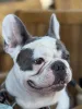 Фото №2 к объявлению №155341 о продаже французского бульдога - купить в Великобритании частное объявление