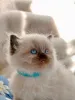 Дополнительные фото: Registrierte reinrassige Ragdoll-Kätzchen