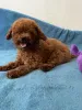 Дополнительные фото: Toy poodle's girl