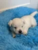 Дополнительные фото: West Highland White Terrier Male FCI