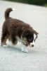 Дополнительные фото: Миниатюрный американский пастух (MAS) Puppy
