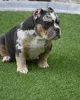 Фото №2 к объявлению №147470 о продаже американского булли - купить в Германии частное объявление