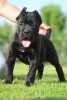 Дополнительные фото: Высококлассные щенки кане корсо
