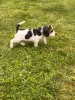 Дополнительные фото: Beagle Puppy