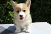 Дополнительные фото: Вельш-корги - пемброк