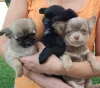 Дополнительные фото: Щенки Чихуахуа