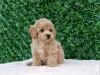 Фото №3. Maltipoo щенки - идеальные домашние животные!.  Сербия