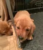 Дополнительные фото: Fox red Labrador Retrievers pups for sale. ..whatsapp me at 44 7453 907158