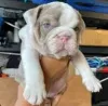 Фото №3. Preciosos cachoros de Bulldog Inglés en Venta.  Испания