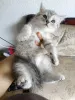 Фото №1. британская короткошёрстная - купить в Halle (Saale) за 33396₽. Объявление №175213
