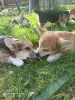 Дополнительные фото: Corgi-Puppies для продажи.