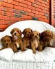 Дополнительные фото: Cavapoo-Welpen Zur Усыновление