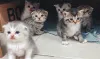 Фото №1. шотландская вислоухая (скоттиш фолд) - купить в Affalterbach за договорная. Объявление №158809