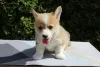 Дополнительные фото: Вельш-корги - пемброк