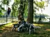 Дополнительные фото: Щенки английского кокер-спаниеля