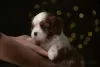 Дополнительные фото: Cavalier King Charles Spaniel Puppies