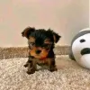 Фото №3. Teacup Yorkie Puppy для усыновления.  США