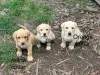 Фото №3. 5 желтых щенков лабрадора.  Австрия