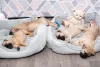 Дополнительные фото: Щенки бульмастифа