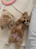 Фото №3. Доступны игривые щенки абрикосового мальтипу, кобели и суки.  Нидерланды