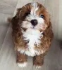 Фото №3. Urocze szczenięta rasy Labradoodle szukają kochającego domu!.  Польша