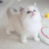 Фото №1. рэгдолл - купить в Каван за 23192₽. Объявление №152261