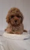 Фото №3. Пудель Той /мелкая миниатюра.  Беларусь