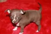 Фото №2 к объявлению №167103 о продаже чихуахуа - купить в Германии 