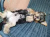 Фото №3. Teacup Yorkie 2 доступен.  Германия