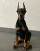 Фото №2 к объявлению №146463 о продаже добермана - купить в Германии частное объявление