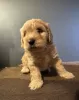 Дополнительные фото: Süßer Maltipoo