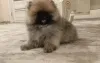 Дополнительные фото: Pomeranski Mini Shpic Pomeranian Spitz Померанские Мини шпицы