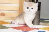 Фото №3. Доступны красивые британские короткошерстные котята. Великобритания