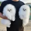 Фото №3. Kc Boy Pomeranians ...напиши мне на номер 12097835681.  США