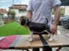 Дополнительные фото: Beagle щенки на продажу