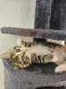 Дополнительные фото: Maine-Coon-Mix-Kätzchen