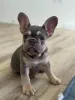 Фото №1. французский бульдог - купить в Запорожье за договорная. Объявление №155483