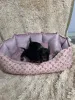 Дополнительные фото: Миниатюрная такса короткошерстная