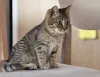 Дополнительные фото: Очаровательная Манечка, ласковый тигровый котенок ищет дом