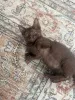 Фото №3. Котята Гавана Браун te koop. Нидерланды