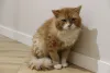 Дополнительные фото: Леонард благородный рыжий котик мечтает обрести семью и дом!