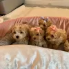 Дополнительные фото: Неверные самцы в самичке MALTIPOO молодые для помощи