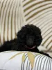Дополнительные фото: Black Toy Poodle Girl Родилась 13 мая 2025 года.