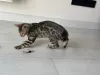 Дополнительные фото: Бенгальская кошка