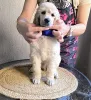 Дополнительные фото: Стандартный пудель