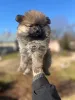 Дополнительные фото: Щенята шпица