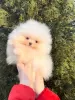 Фото №3. Pomeranian lulu Extra Mini.  Португалия