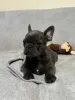 Фото №2 к объявлению №160300 о продаже французского бульдога - купить в Финляндии частное объявление