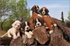 Дополнительные фото: Boxerwelpen