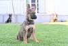 Дополнительные фото: Немецкие овчарки щенков
